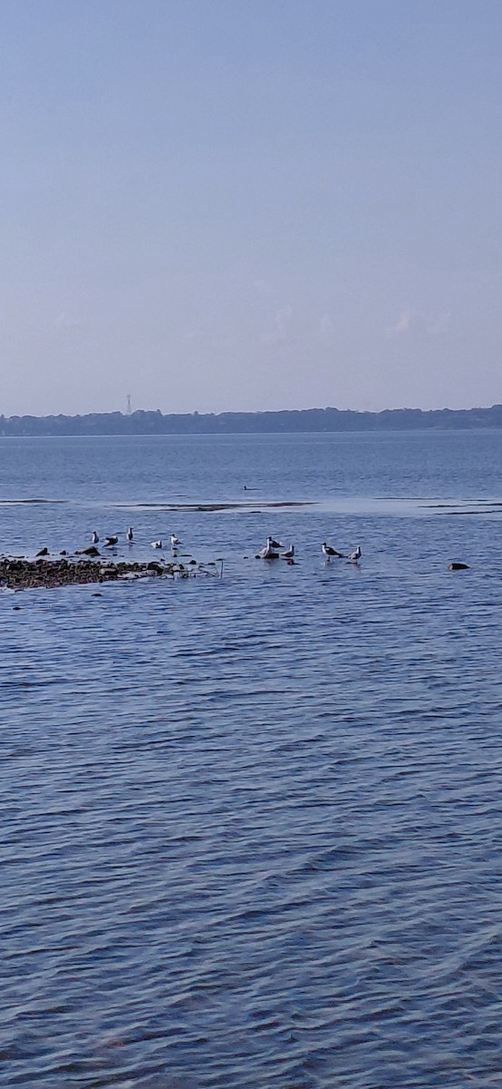 Gray-hooded Gull - ML638910172