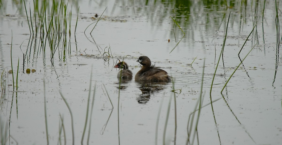 Pied-billed Grebe - ML638910189