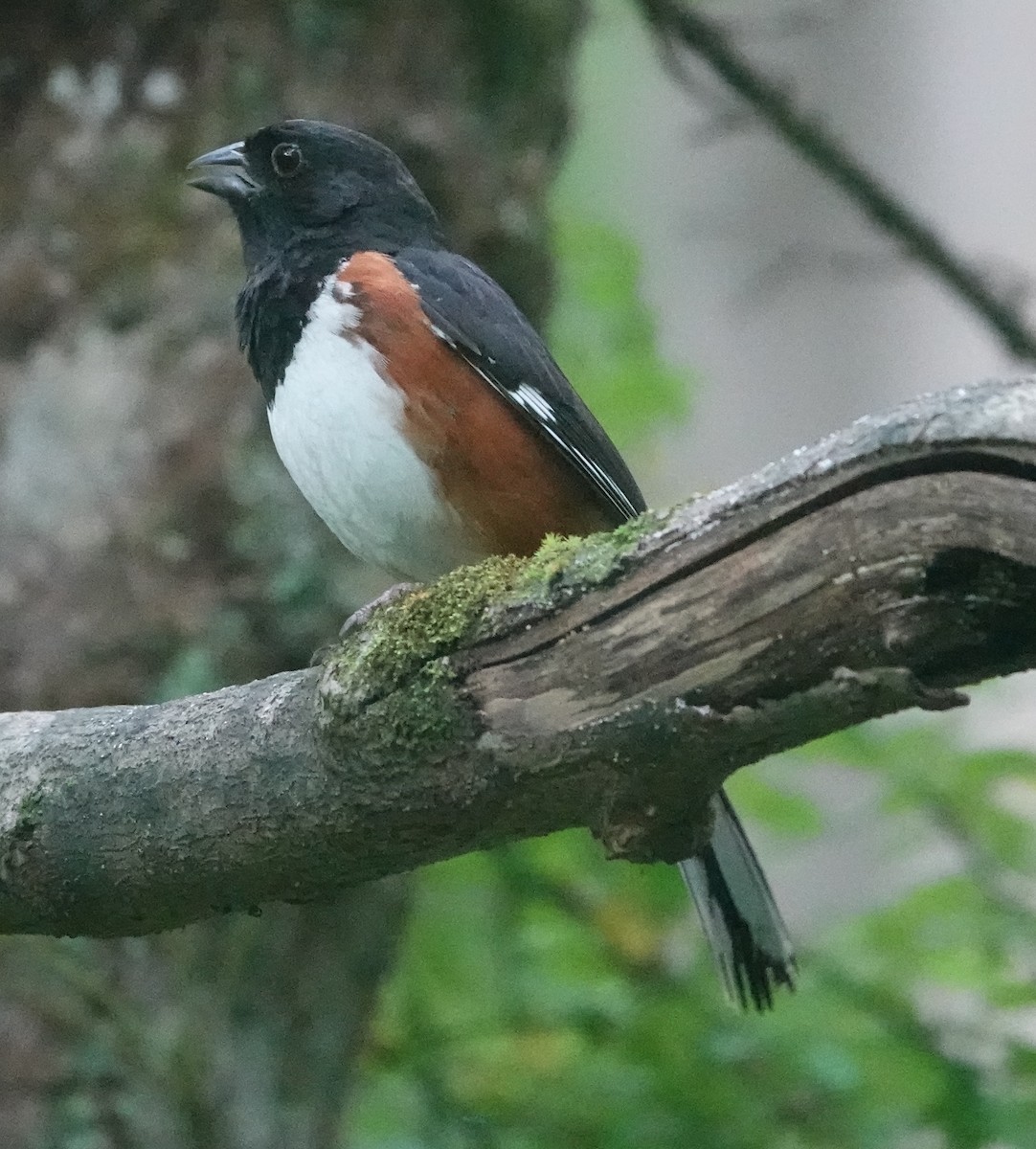 Eastern Towhee - ML638910194