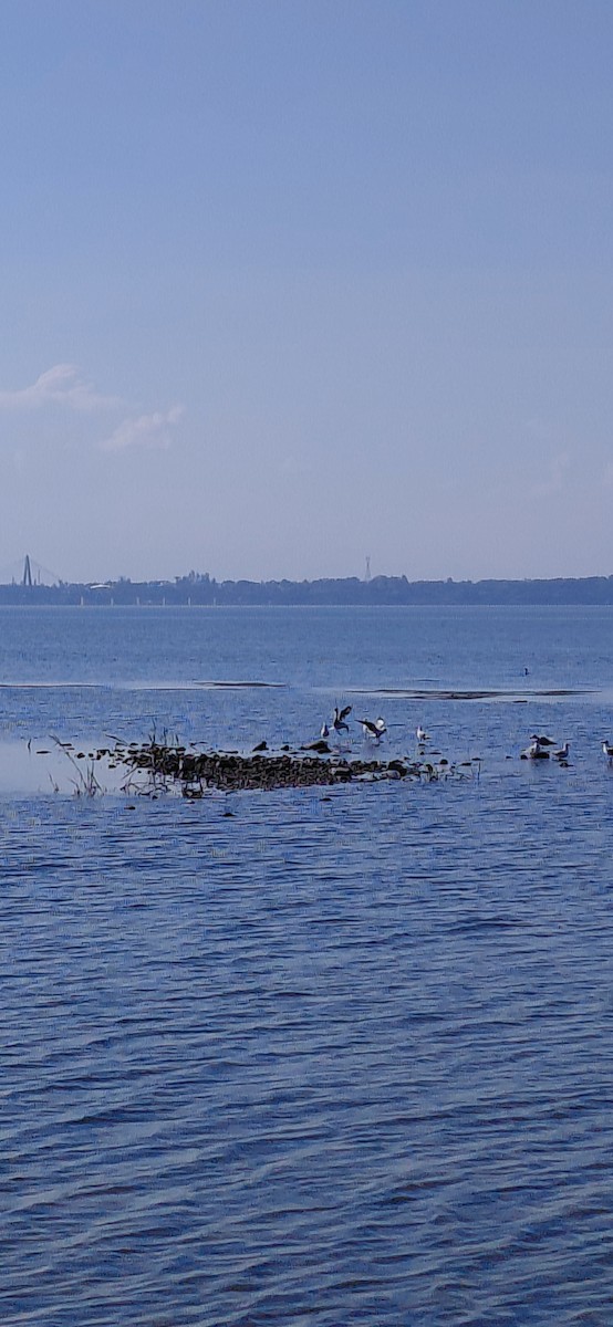 Gray-hooded Gull - ML638910200