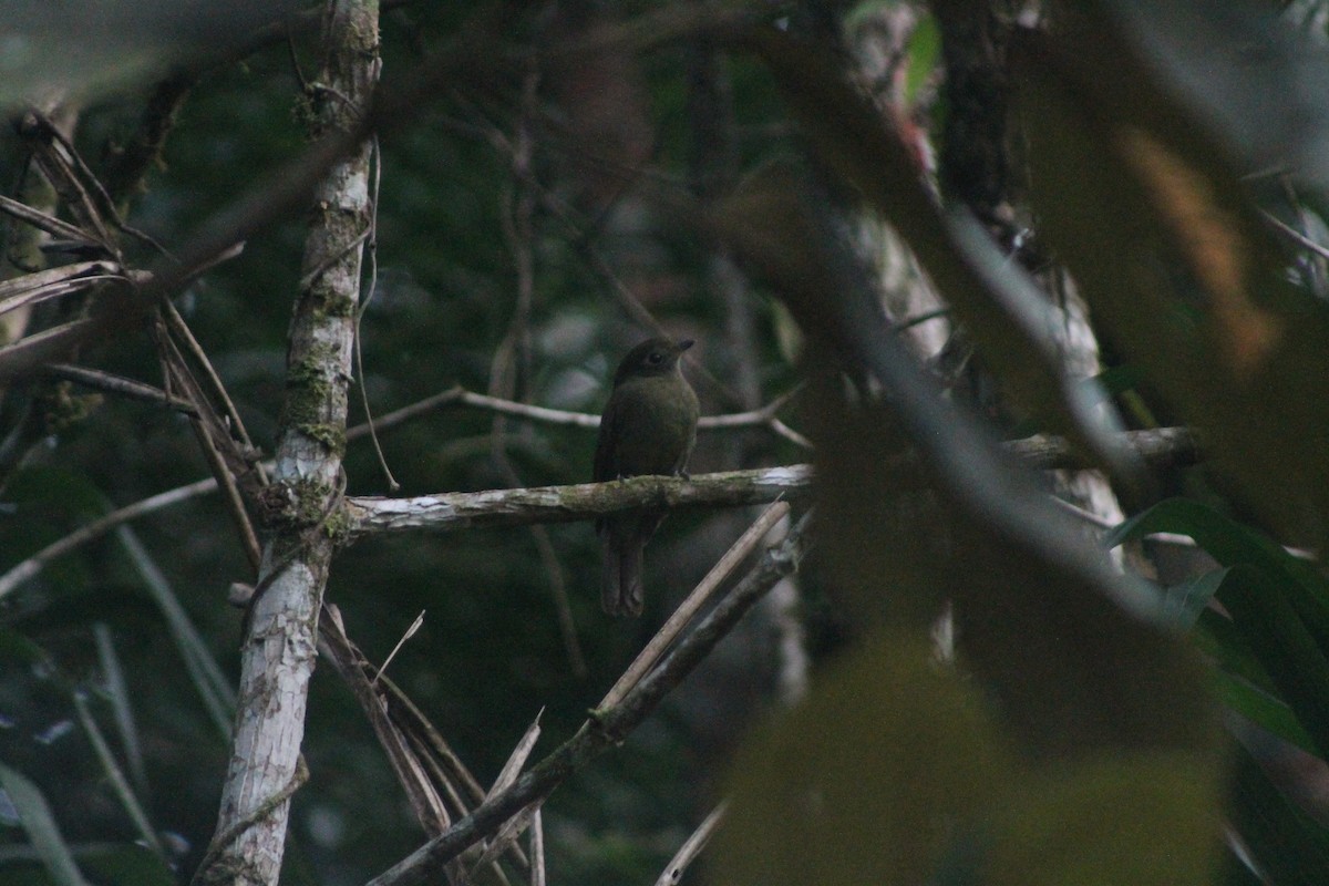 Greenish Schiffornis - ML638910208