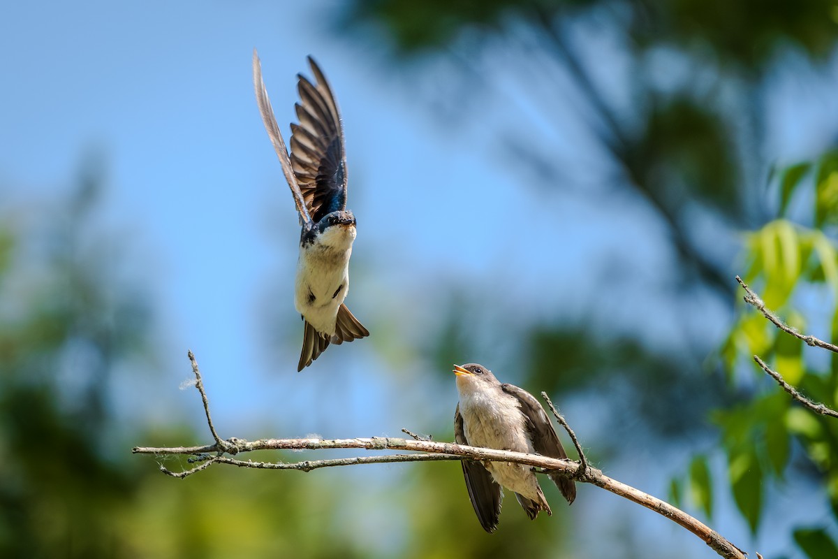 Tree Swallow - ML638910227