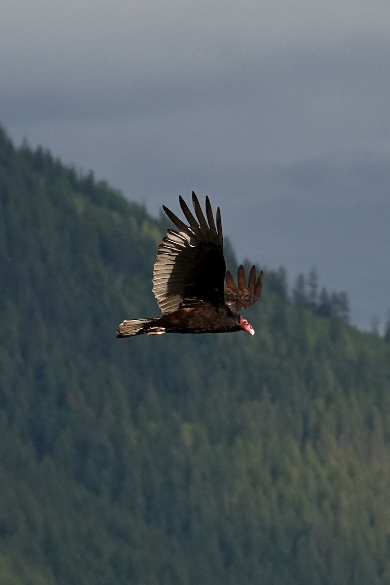 Turkey Vulture - ML638910229