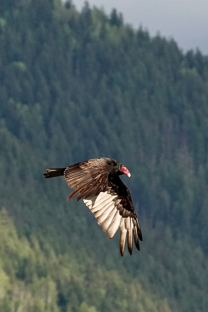 Turkey Vulture - ML638910230