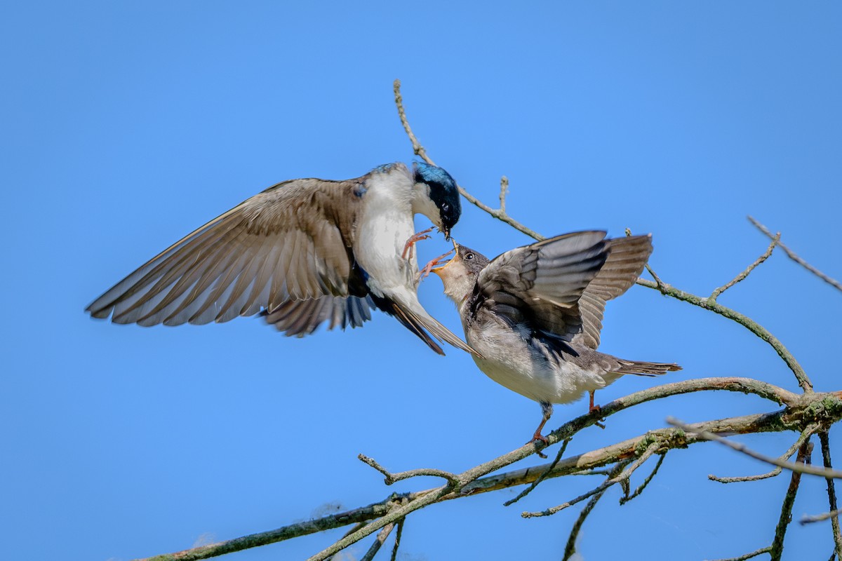 Tree Swallow - ML638910235
