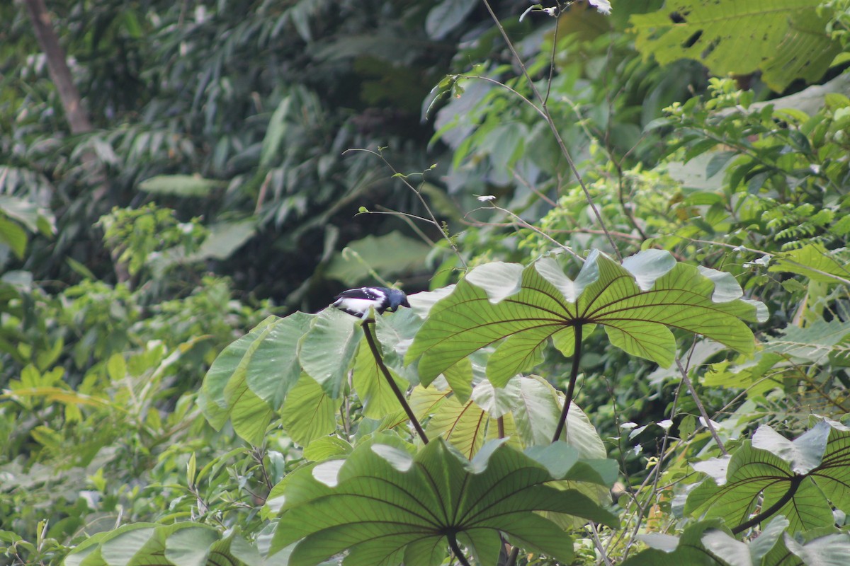 Magpie Tanager - ML638910241