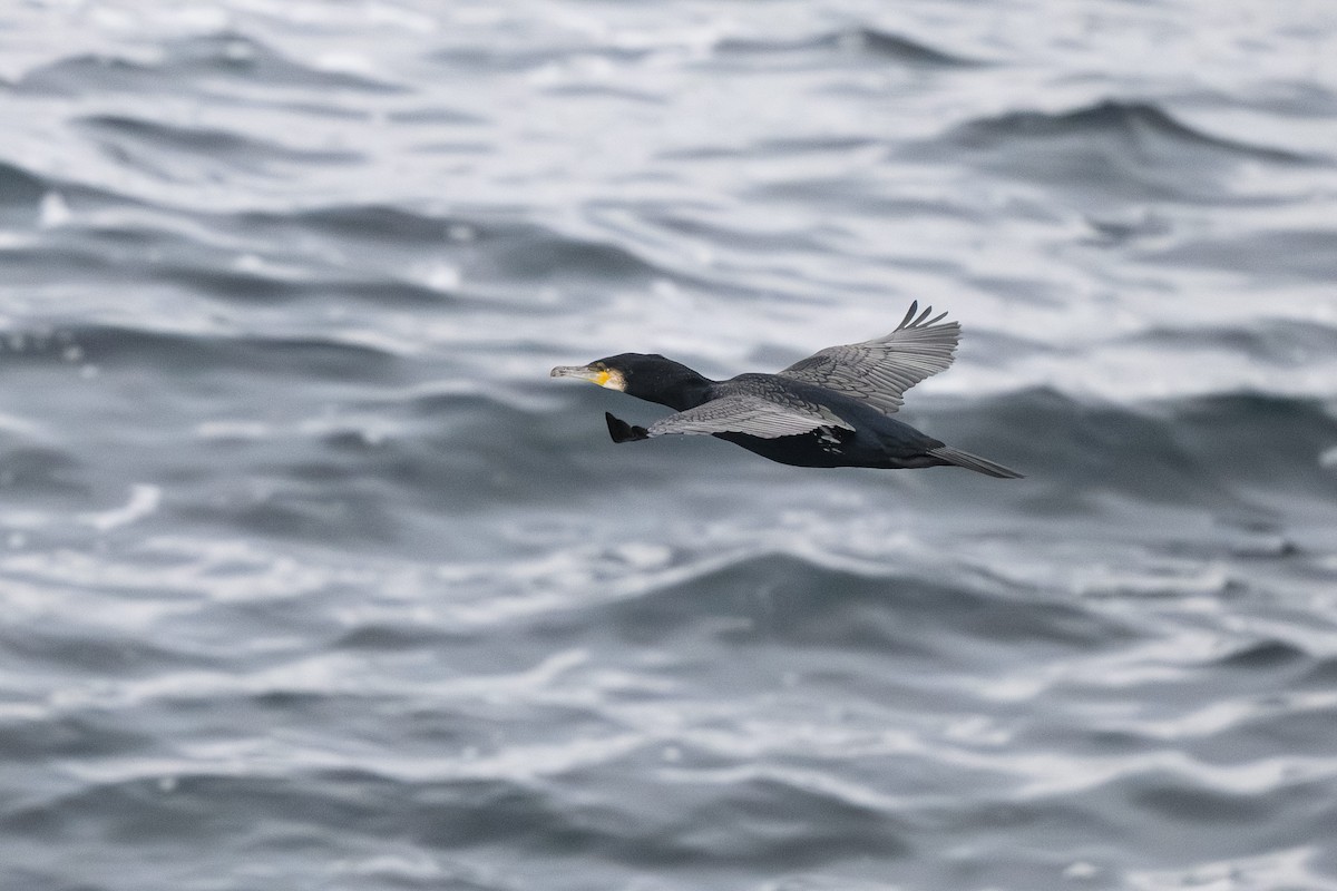 Great Cormorant - ML638910243