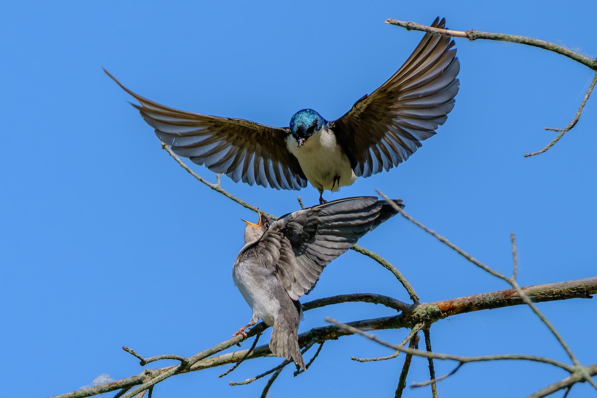 Tree Swallow - ML638910244
