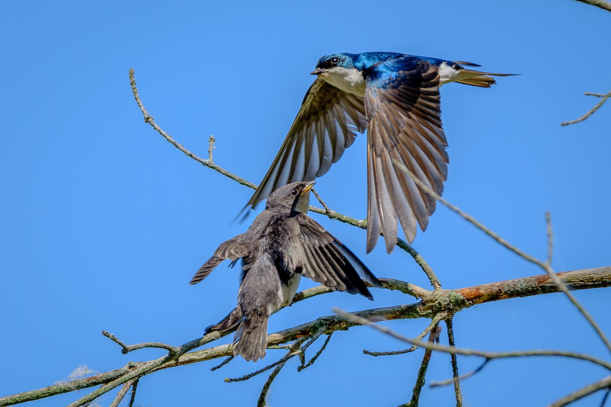 Tree Swallow - ML638910247