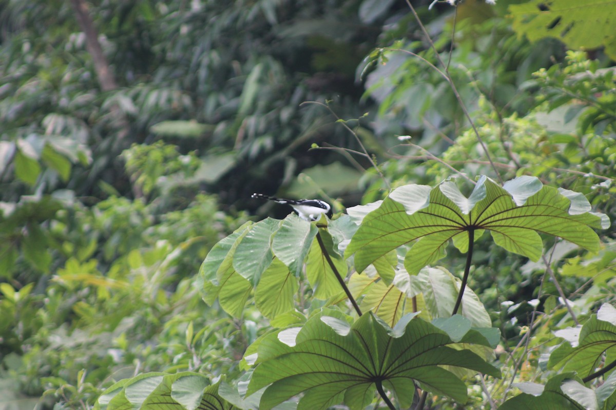 Magpie Tanager - ML638910248