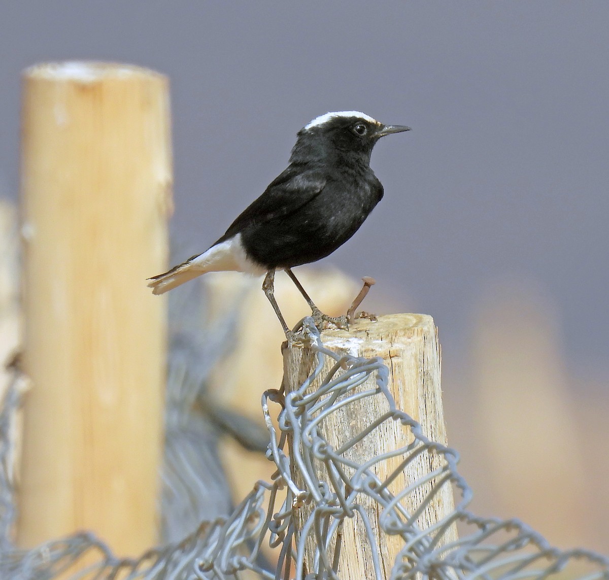 White-crowned Wheatear - ML638910250