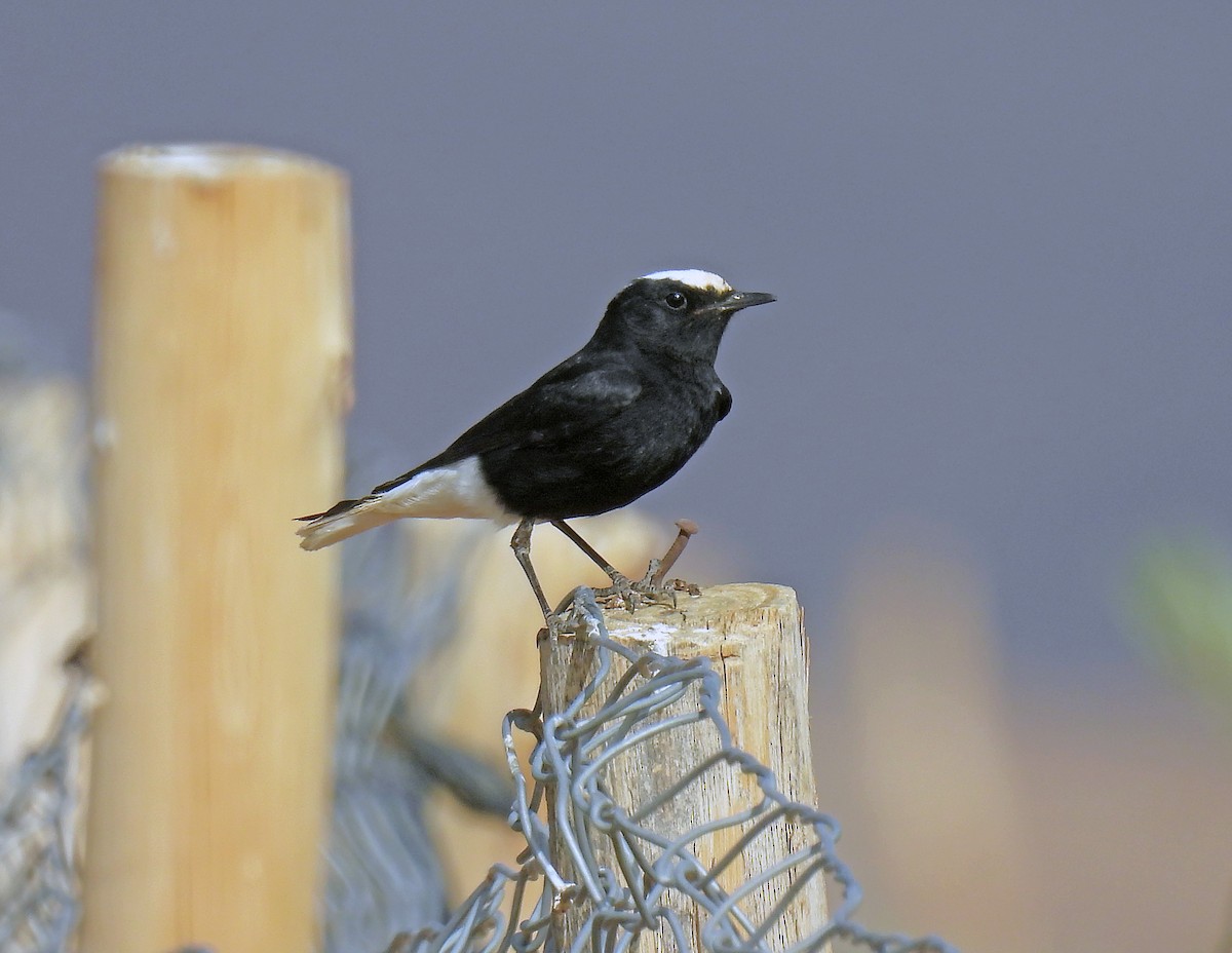 White-crowned Wheatear - ML638910251