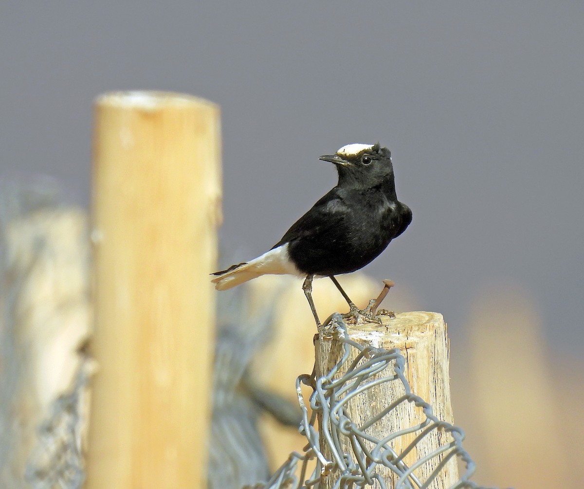 White-crowned Wheatear - ML638910252