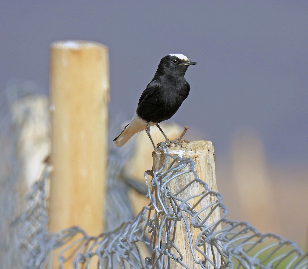 White-crowned Wheatear - ML638910253