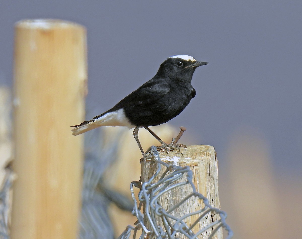 White-crowned Wheatear - ML638910254