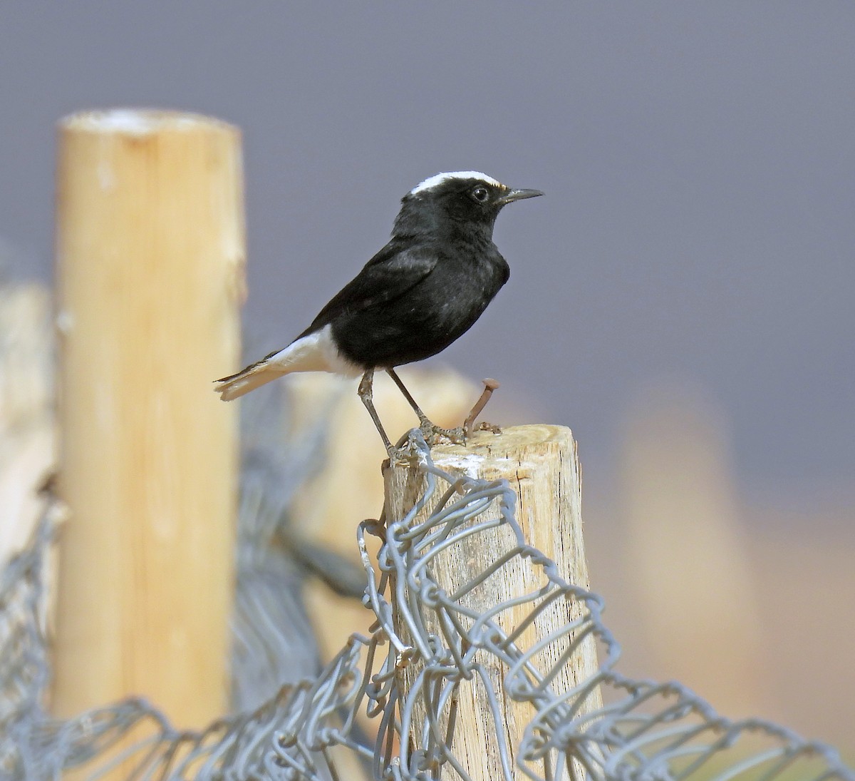 White-crowned Wheatear - ML638910255