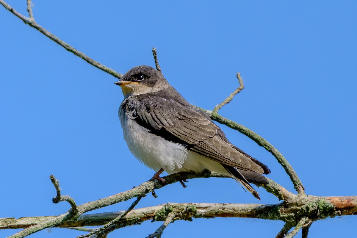 Tree Swallow - ML638910261