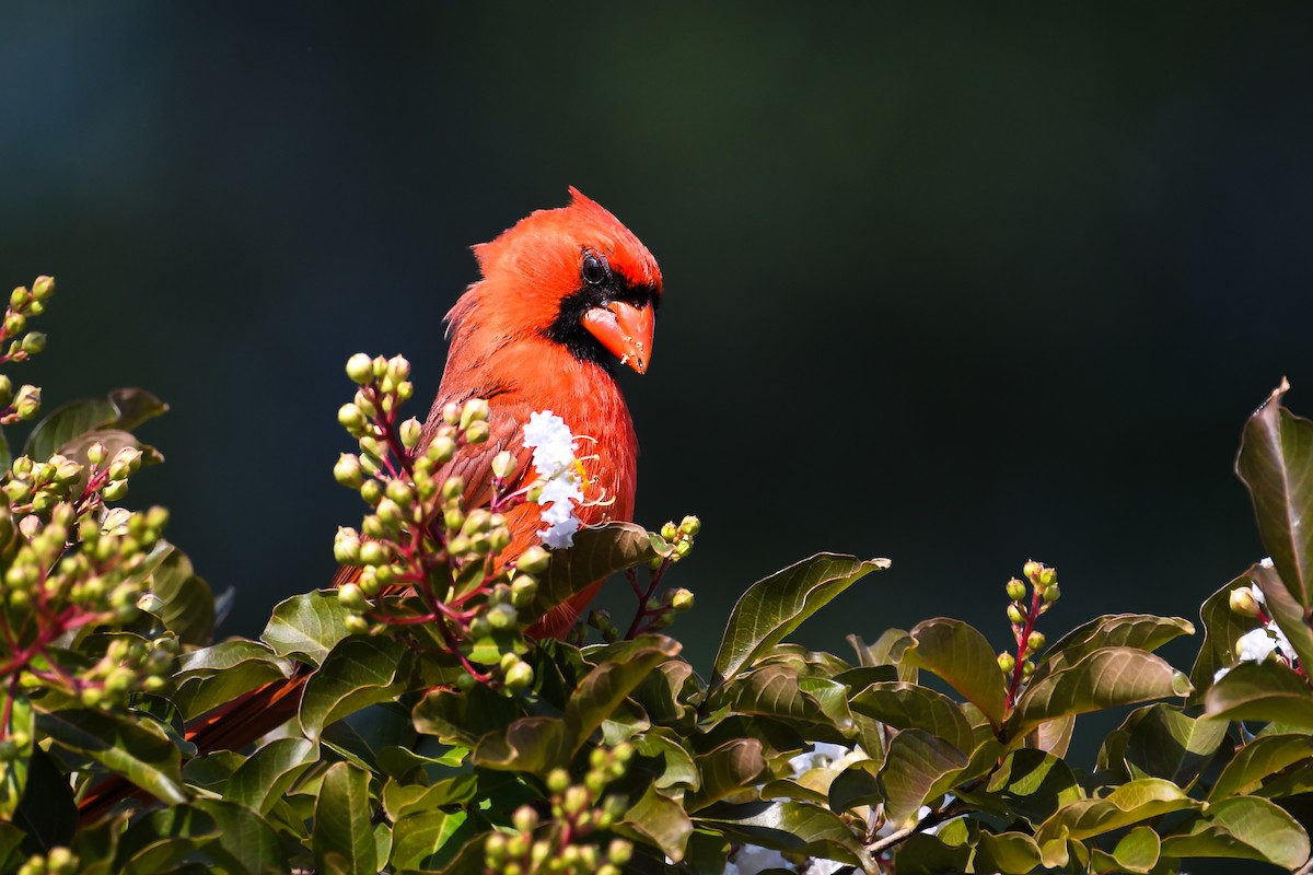Northern Cardinal - ML638910266