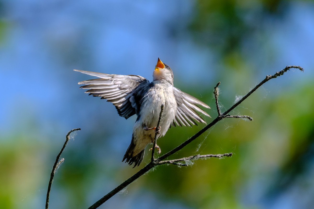 Tree Swallow - ML638910271