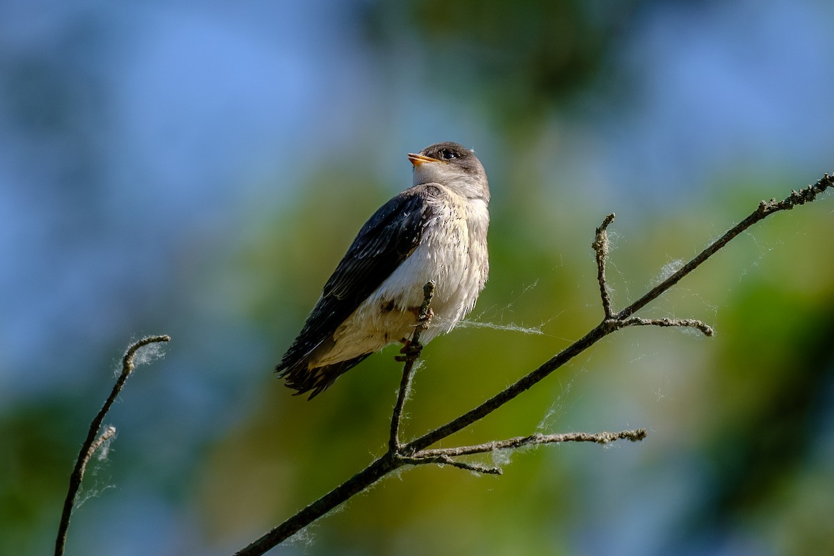 Tree Swallow - ML638910285