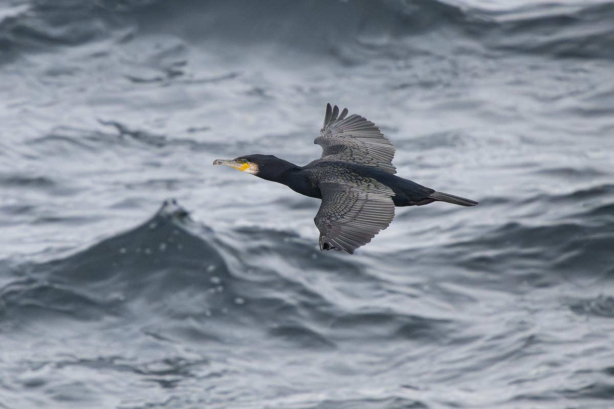 Great Cormorant - ML638910328