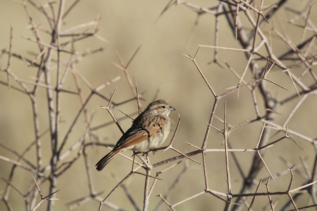 Lark-like Bunting - ML638910353