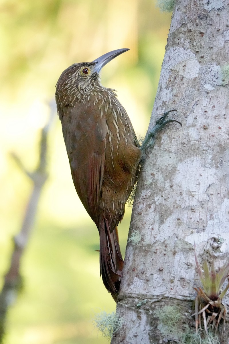 Strong-billed Woodcreeper (Andean/Northern) - ML638910378
