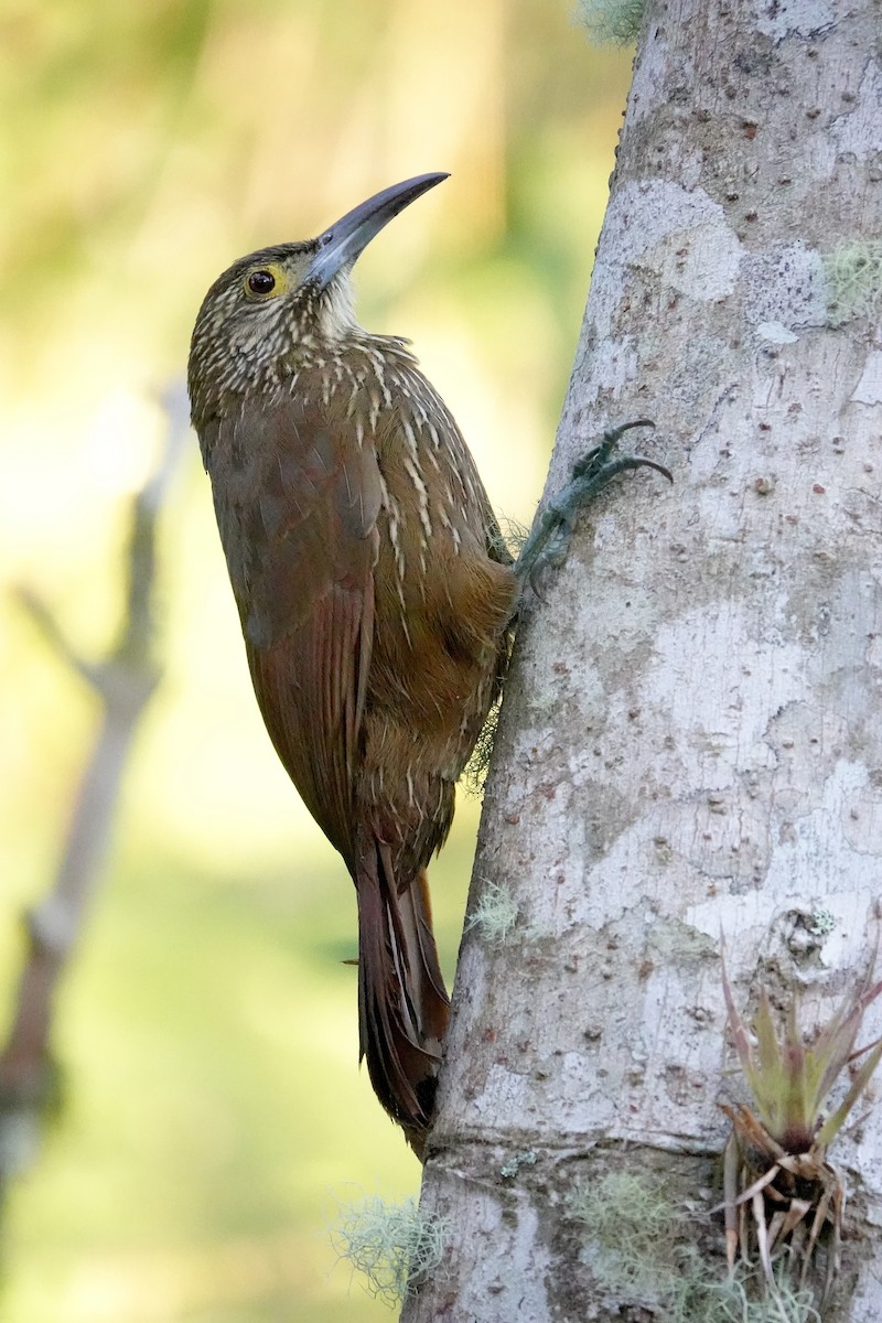 Strong-billed Woodcreeper (Andean/Northern) - ML638910400