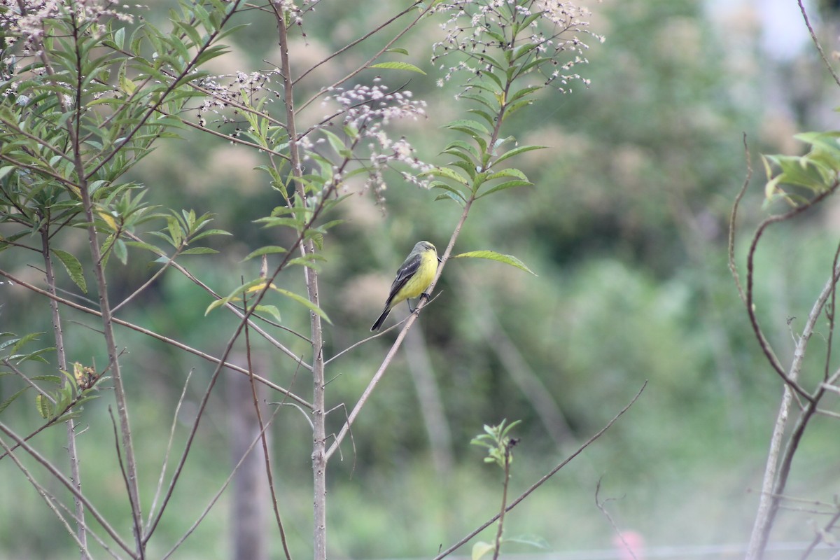 Yellow-browed Tyrant - ML638910425