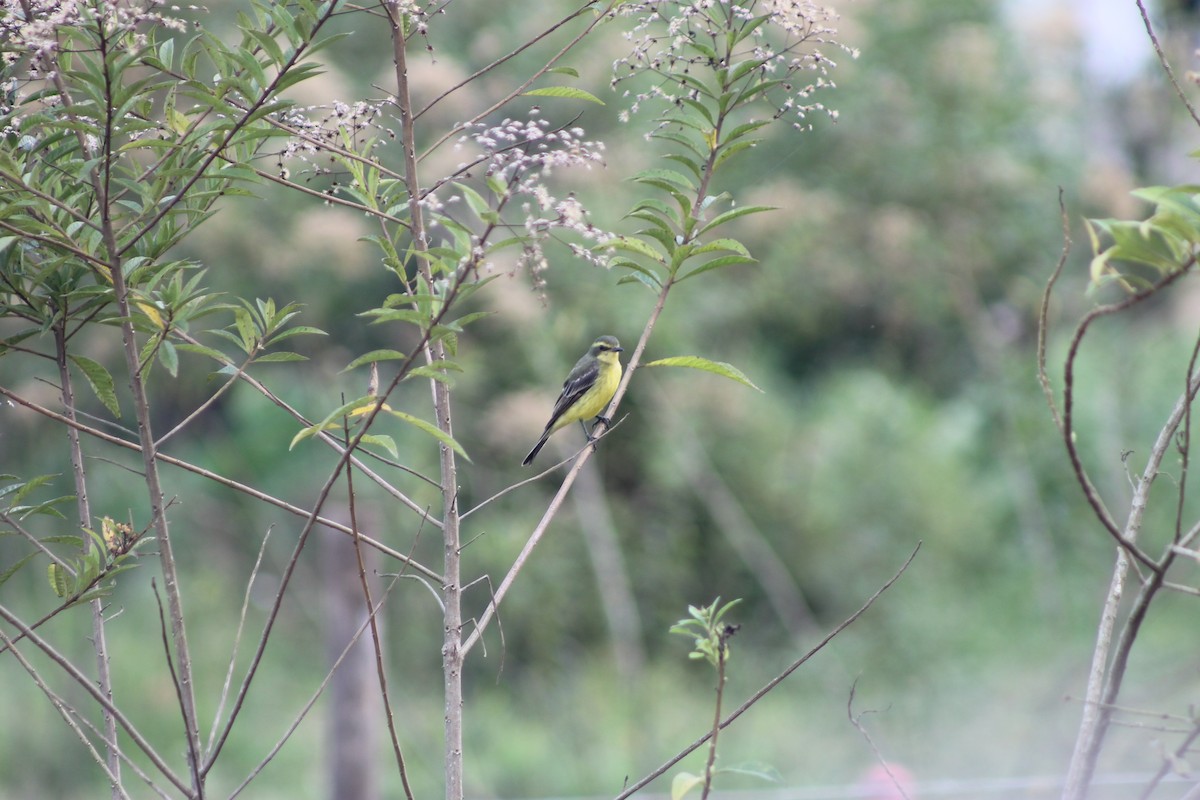 Yellow-browed Tyrant - ML638910428