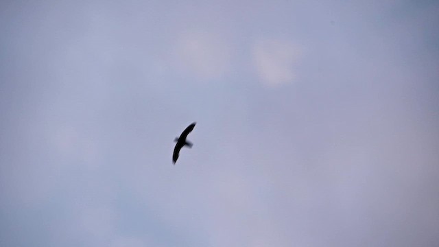 Schornsteinsegler - ML638910437