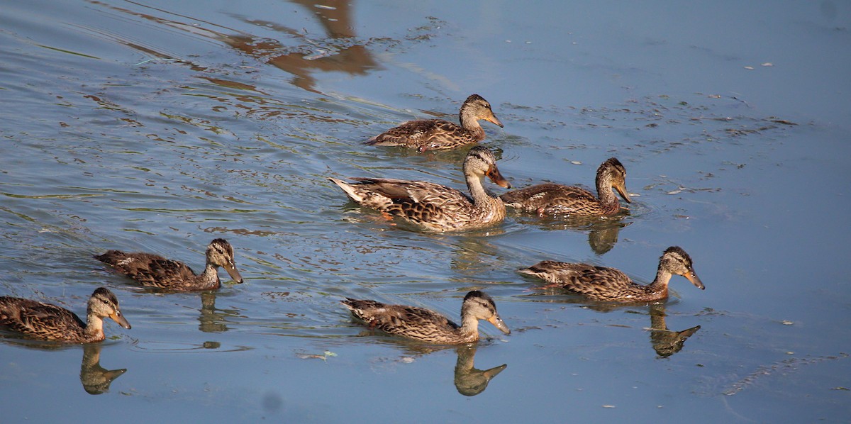 Mallard - ML638910446