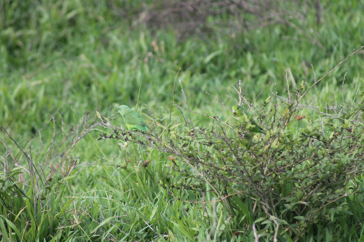 Cobalt-rumped Parrotlet - ML638910451