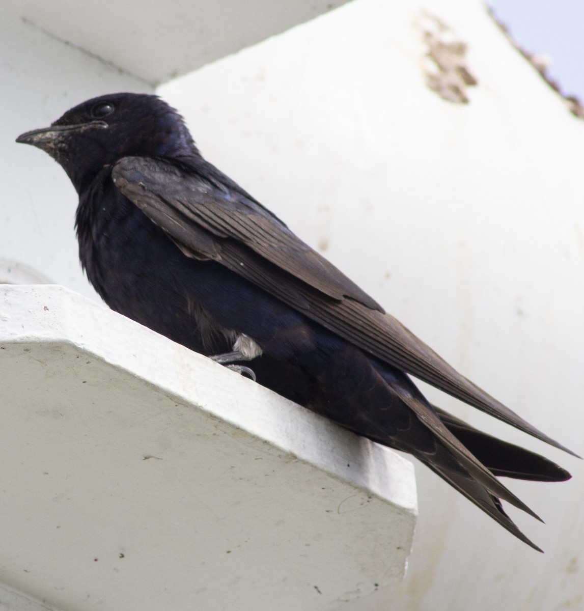 Purple Martin - ML638910472