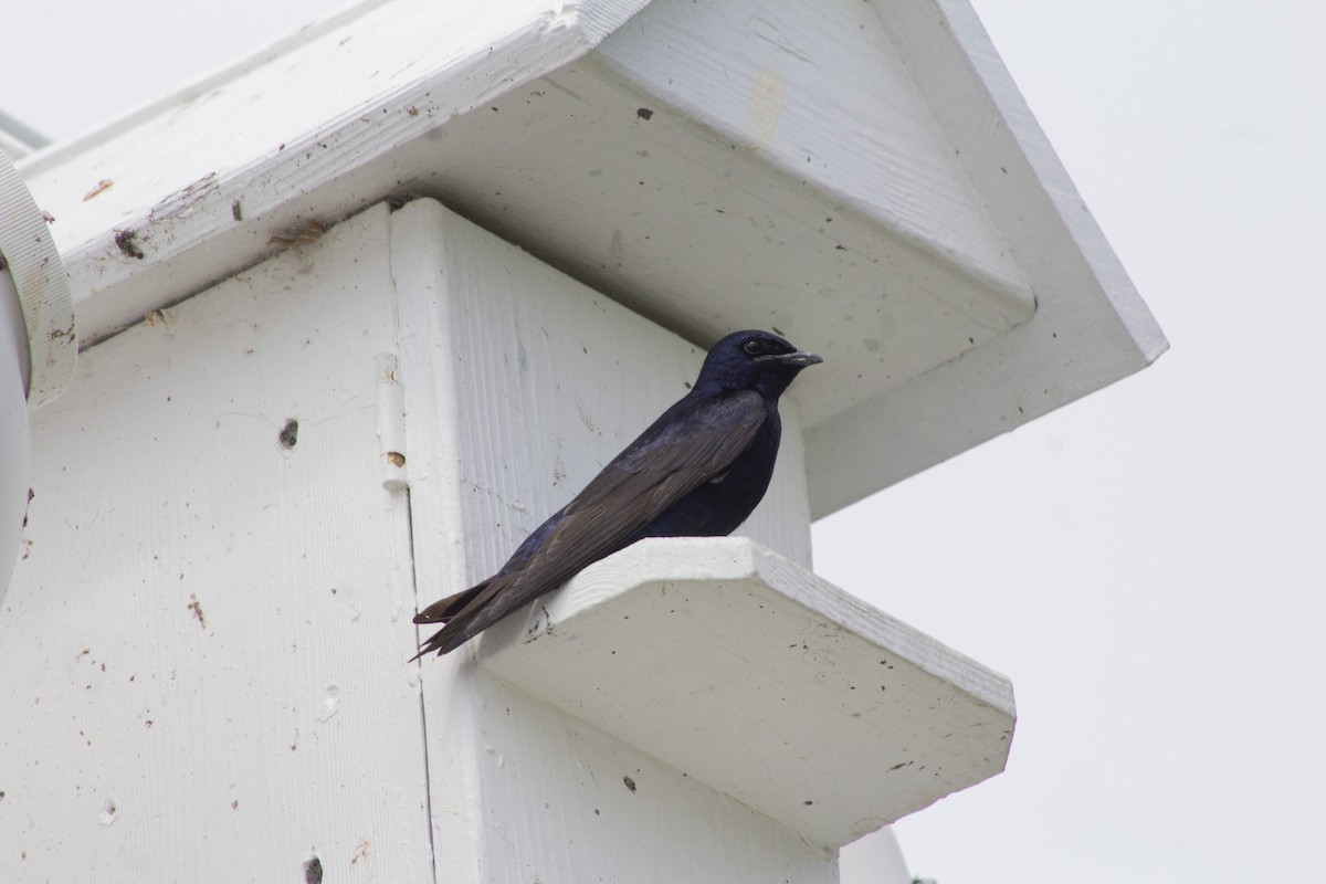 Purple Martin - ML638910473