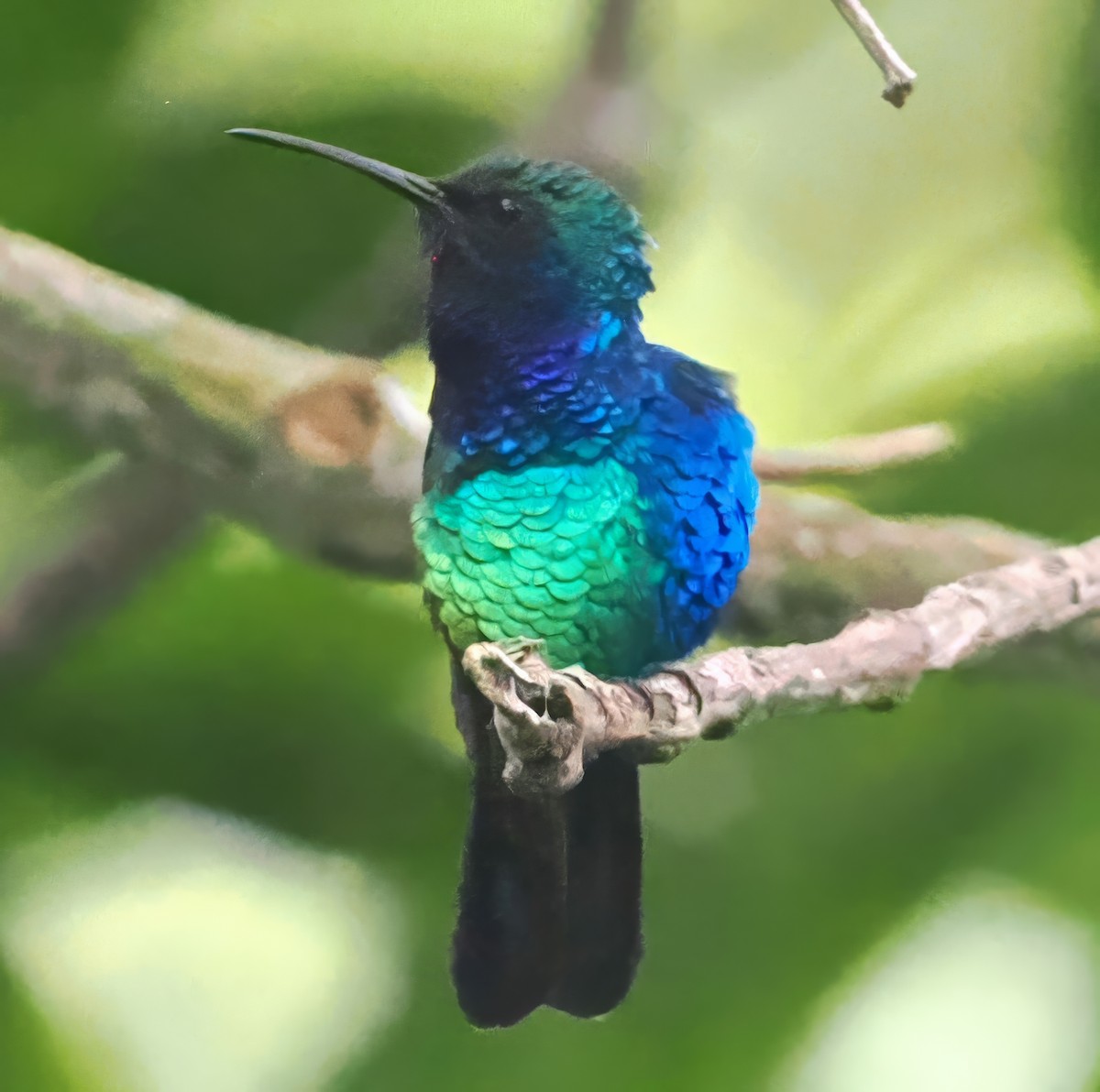Santa-Marta-Degenflügel - ML638910477