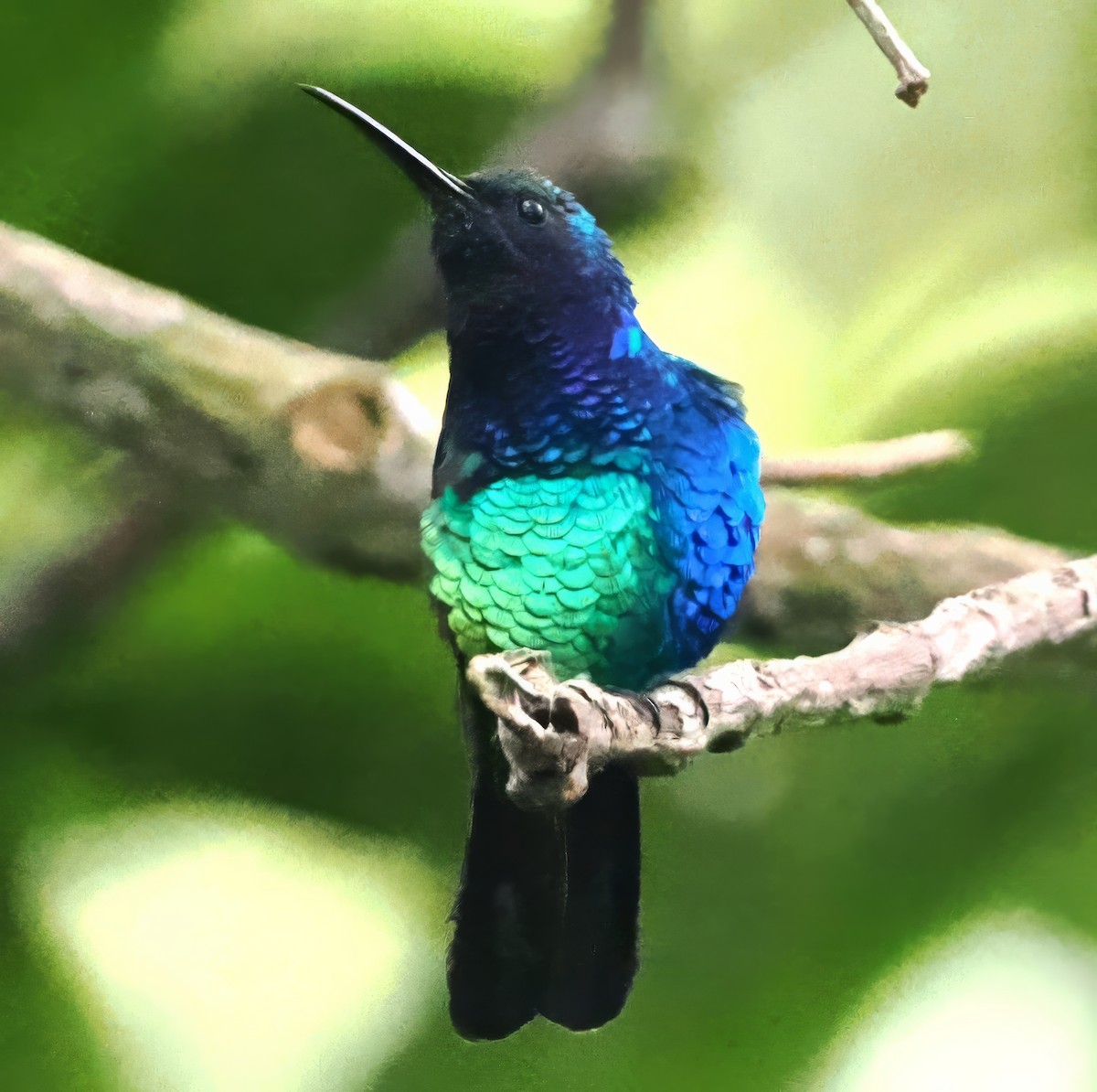 Santa-Marta-Degenflügel - ML638910478