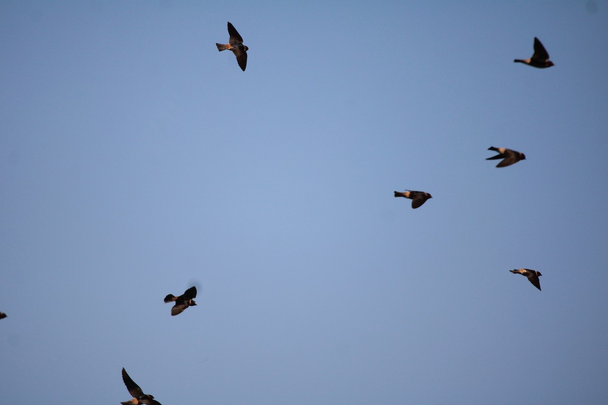 Cliff Swallow - ML638910484