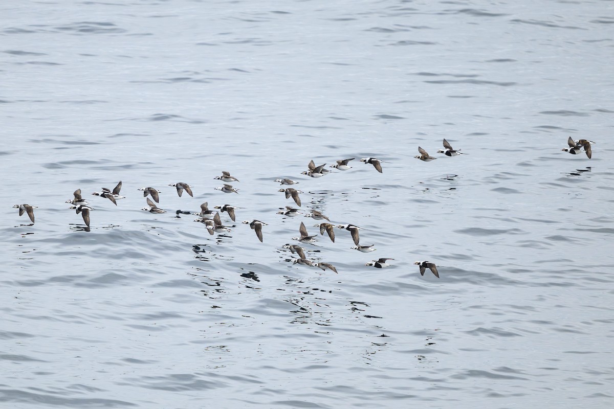 Long-tailed Duck - ML638910485