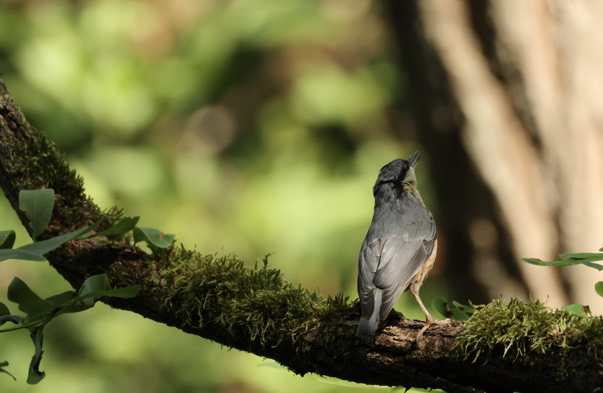 Eurasian Nuthatch - ML638910495