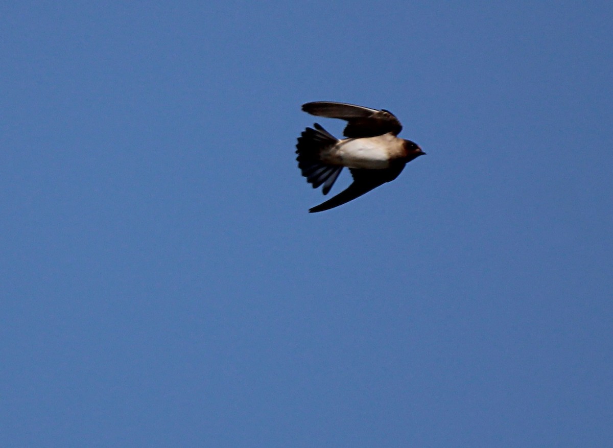 Cliff Swallow - ML638910501