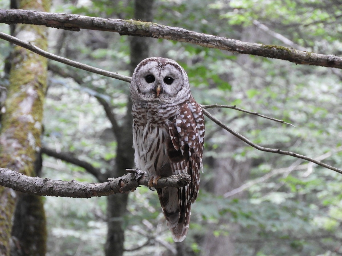 Barred Owl - ML638910527