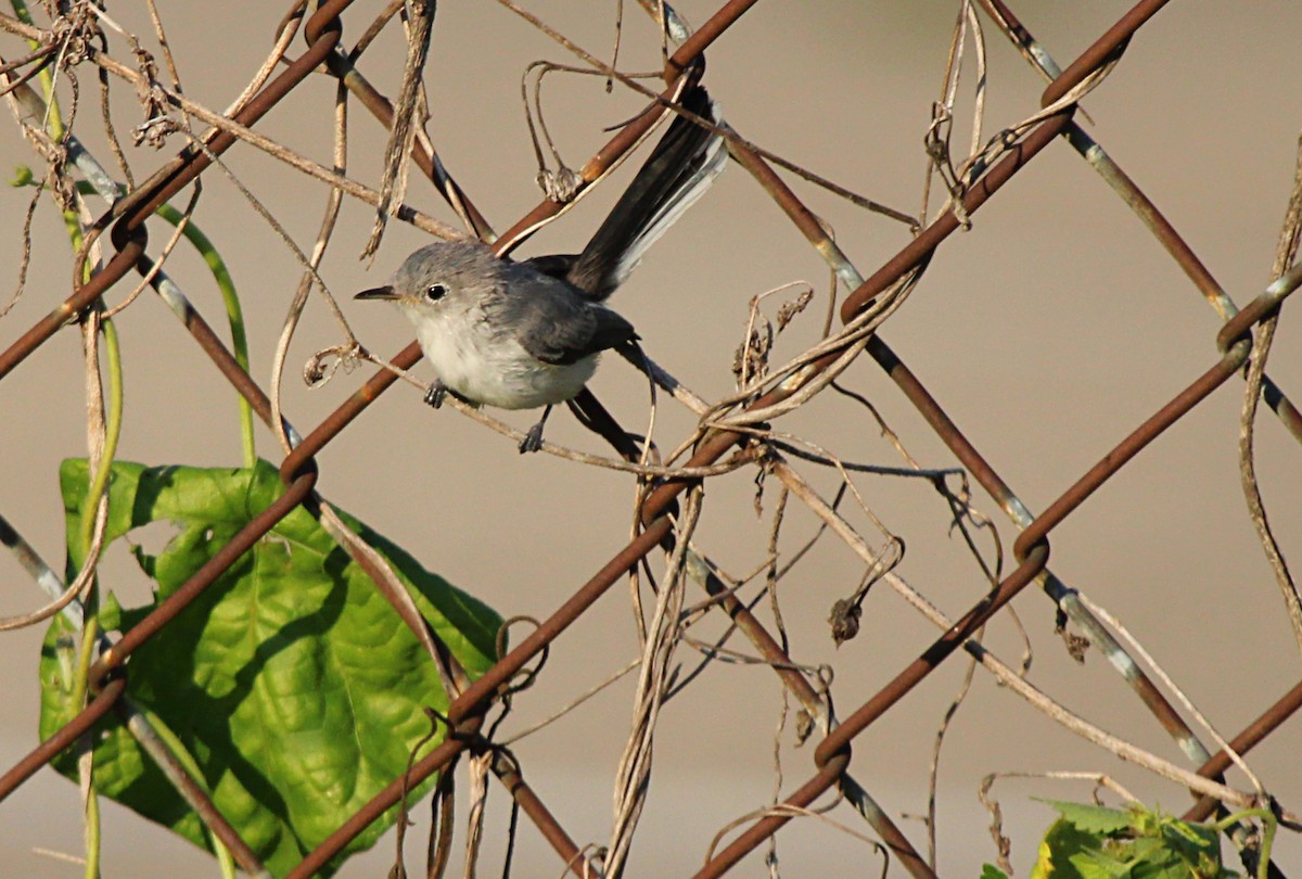 Blue-gray Gnatcatcher - ML638910644