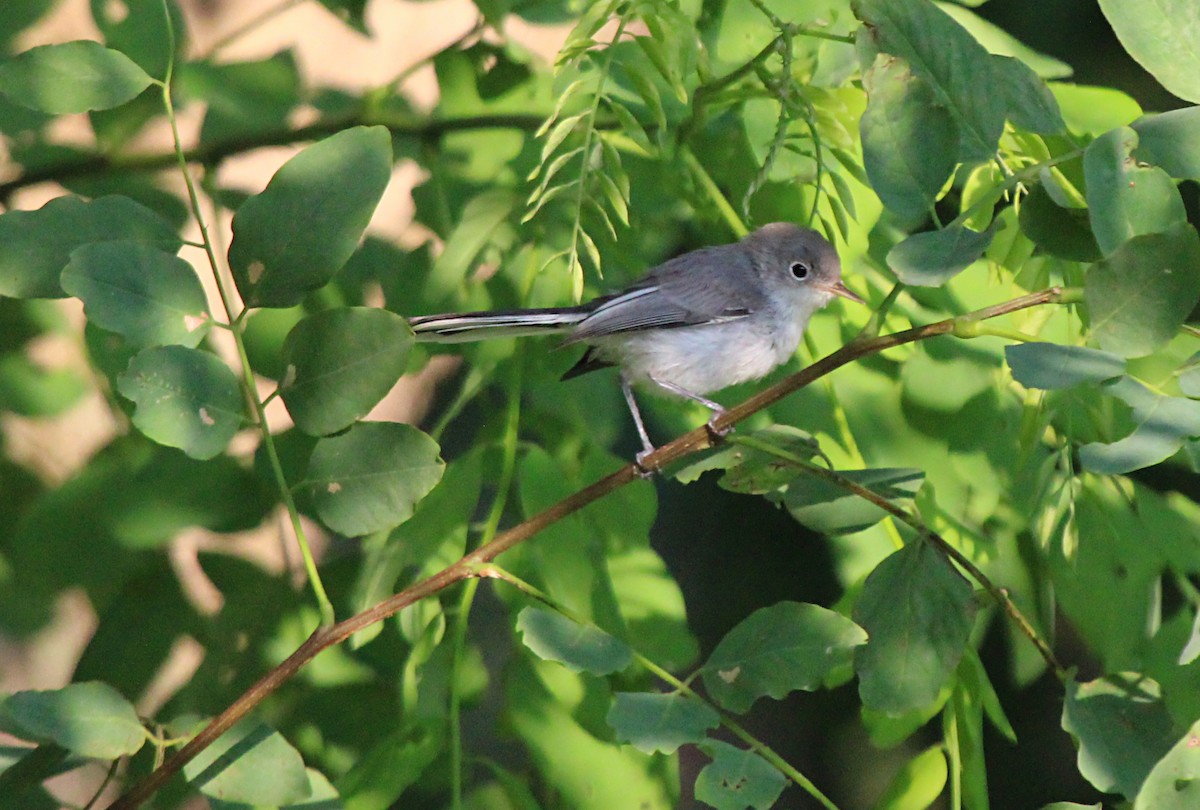 Blue-gray Gnatcatcher - ML638910667