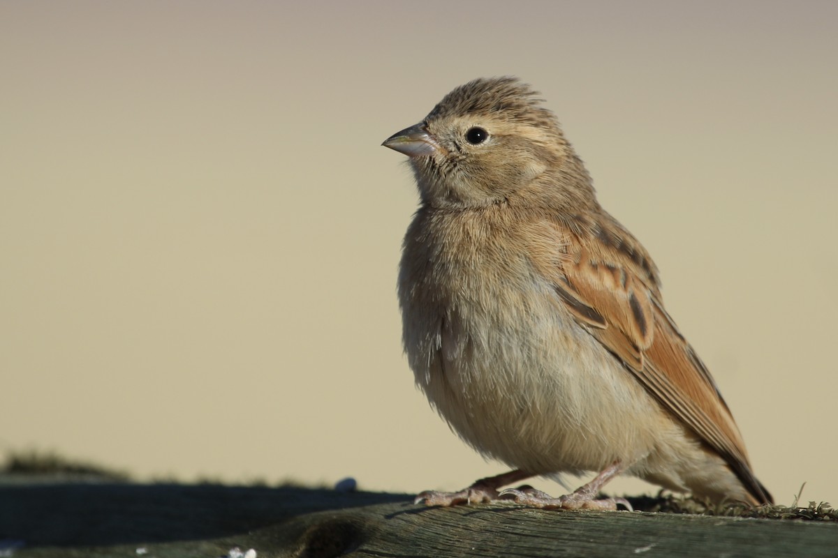 Lark-like Bunting - ML638910682