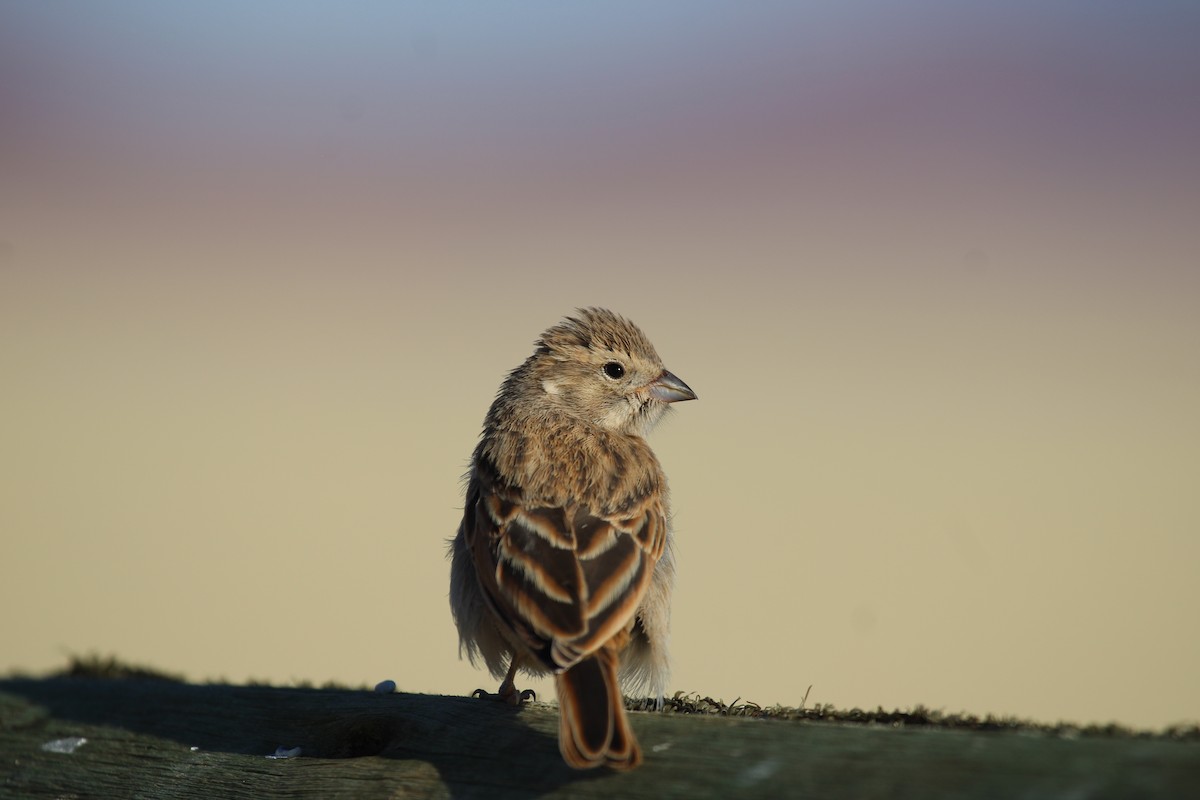 Lark-like Bunting - ML638910683