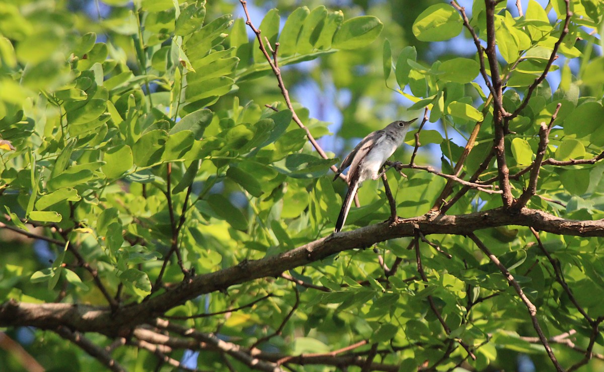 Blue-gray Gnatcatcher - ML638910686