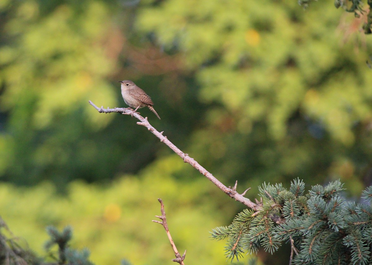 Northern House Wren - ML638910706