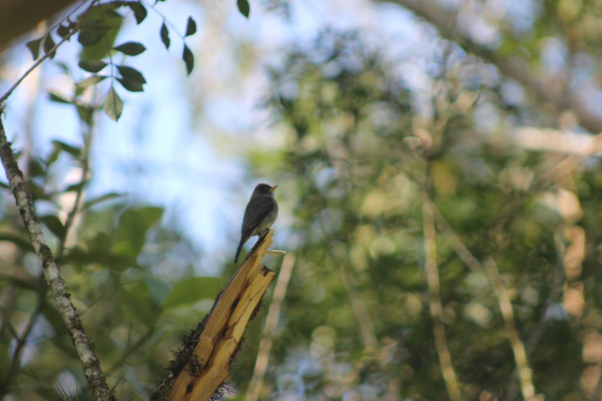 Southern Tropical Pewee - ML638910709