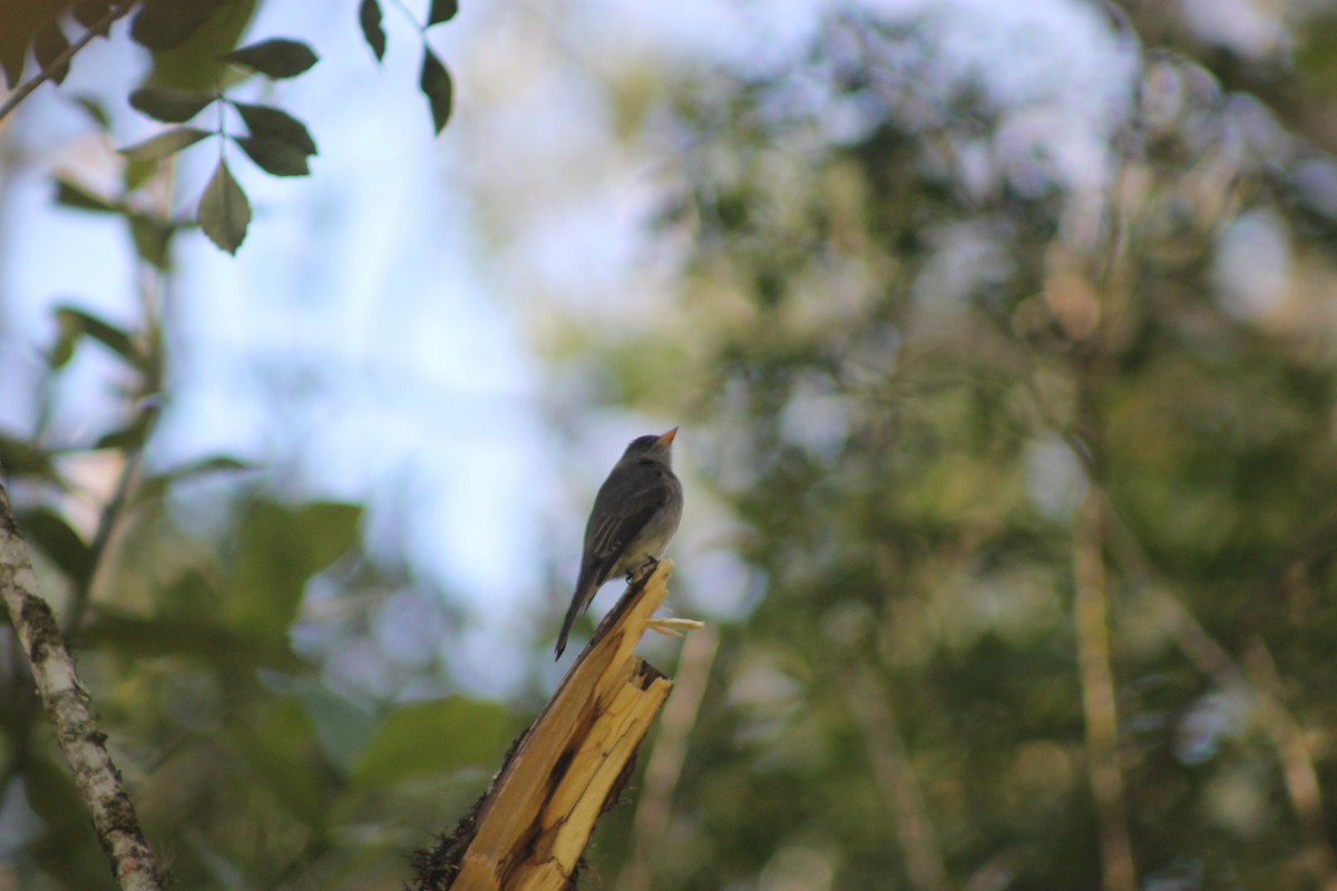 Southern Tropical Pewee - ML638910711